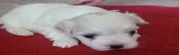 Maltese dogs for sale: Noah - Ad 3