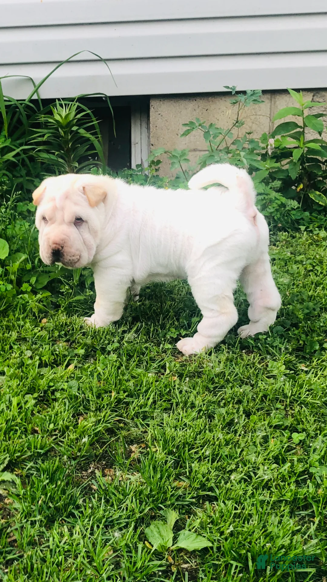 Shar Pei dogs for sale: Shar Pei Puppy 6 - Ad 23