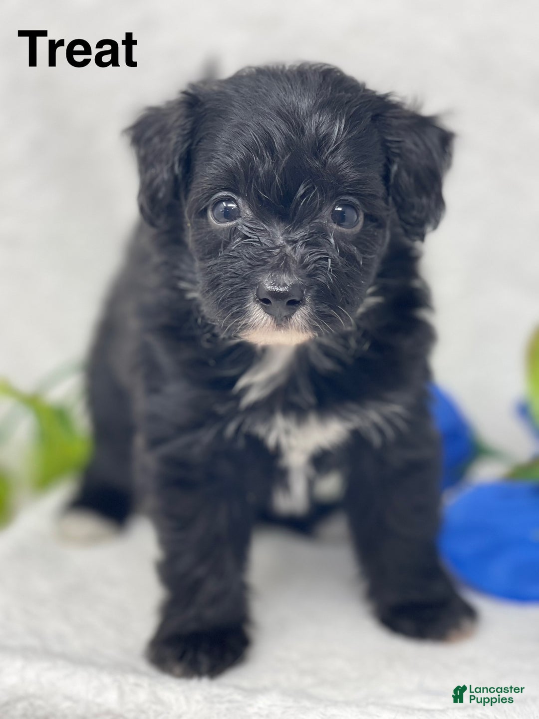 Mixed Breed dogs for sale: Treat - Ad 1