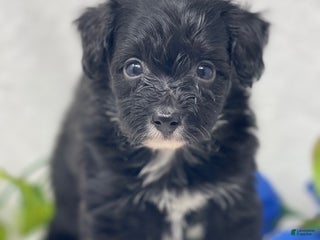 Mixed Breed dogs Treat - Ad 10