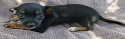 Mixed Breed dogs for sale: Boy  - Ad 3