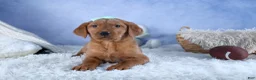 Labrador Retriever dogs for sale: DON - Ad 14