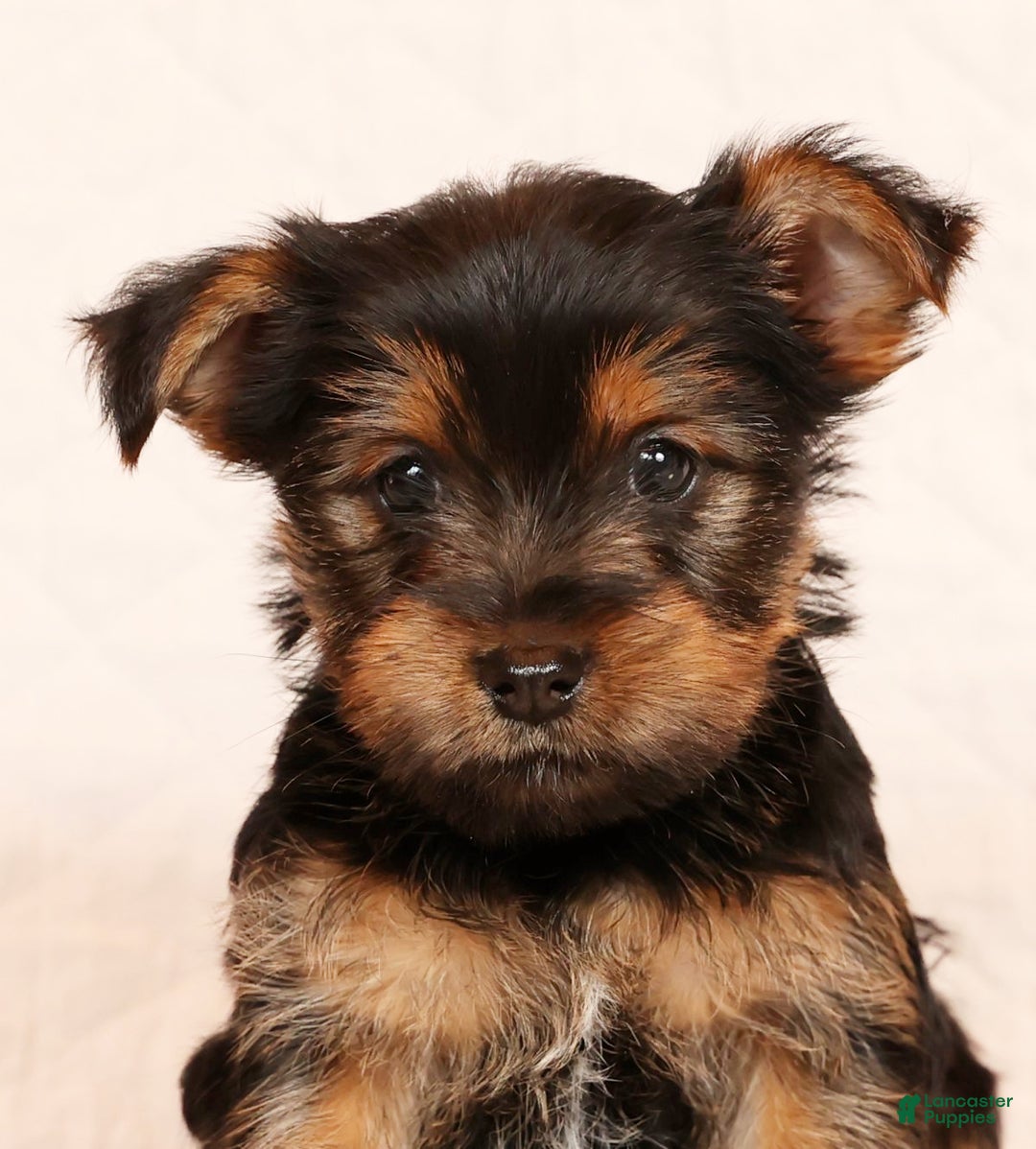 Yorkshire Terrier dogs for sale: Carmel - Ad 9