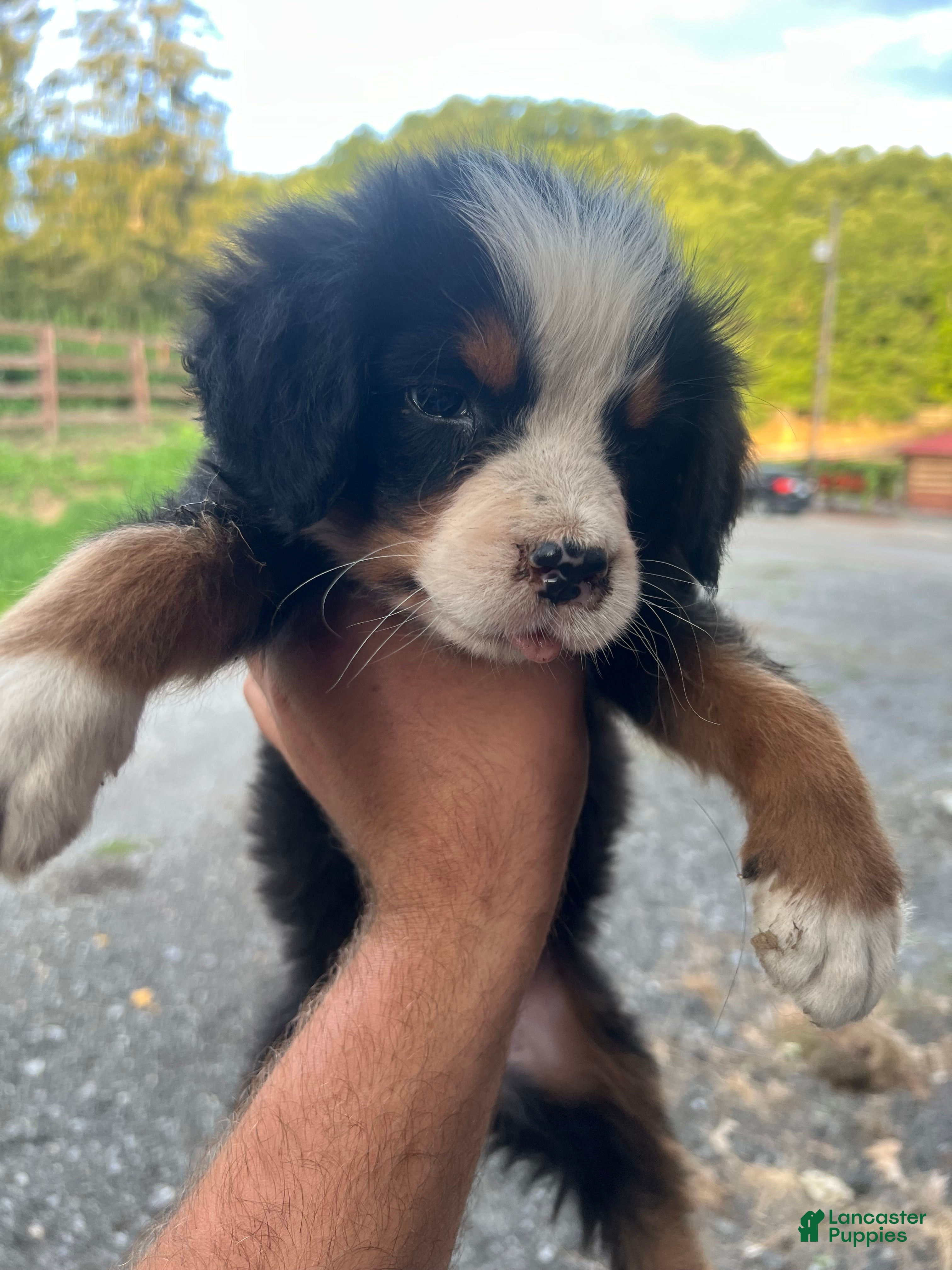 Bernese Mountain Dog dogs Bernese Mountain Dog f7 - Ad 1