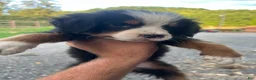 Bernese Mountain Dog dogs for sale: Bernese Mountain Dog f7 - Ad 1