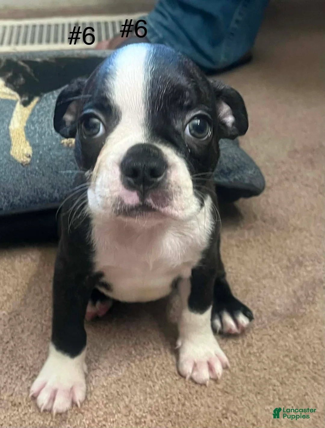 Boston Terrier dogs for sale: Boston Terrier 6 - Ad 18