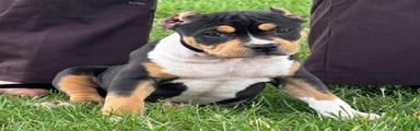 Gemma