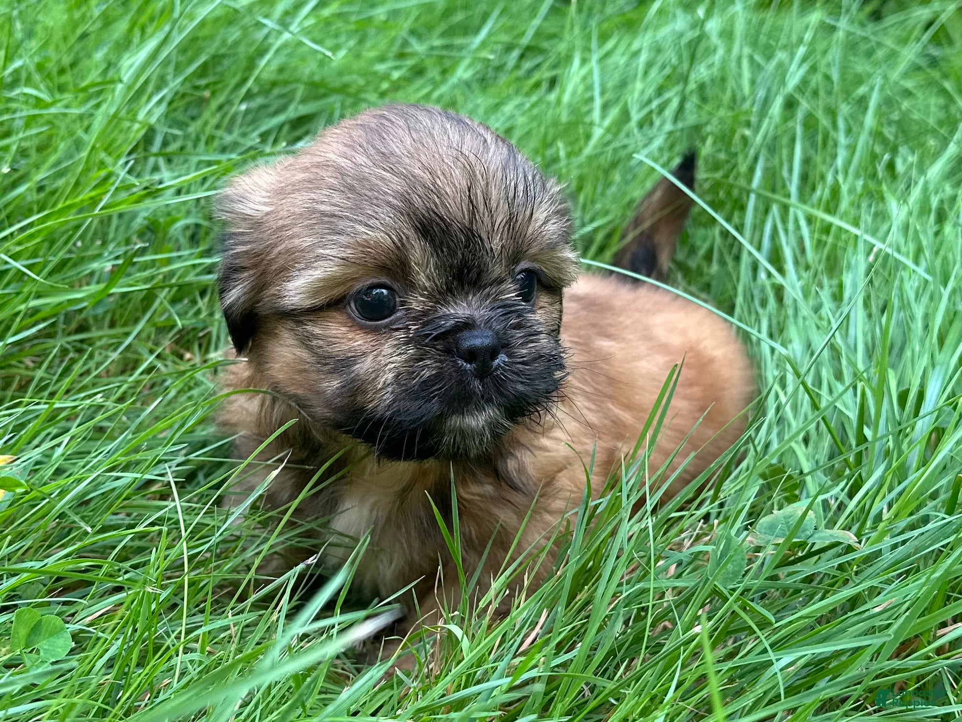 Shih Tzu dogs Shih Tzu 3 - Ad 1