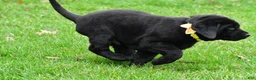Labrador Retriever dogs for sale: Buster - Ad 11