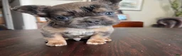 French Bulldog dogs for sale: Hershey  - Ad 5