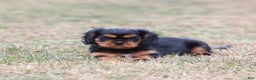 Cavalier King Charles Spaniel dogs for sale: Smartie  - Ad 10