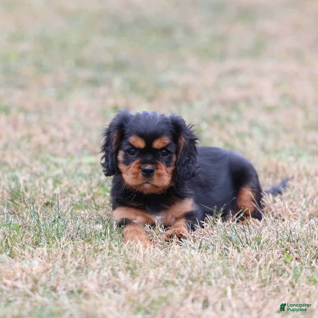 Cavalier King Charles Spaniel dogs for sale: Smartie  - Ad 10