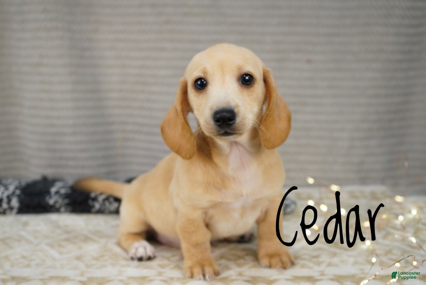 Miniature Dachshund dogs Cedar  - Ad 2