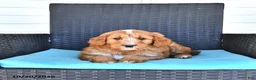 Goldendoodle dogs for sale: Jackson - Ad 5