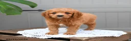 Cavapoo dogs for sale: Sonny - Ad 3