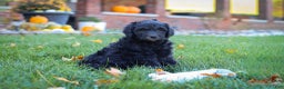 Newfypoo dogs for sale: Oliver - Ad 7