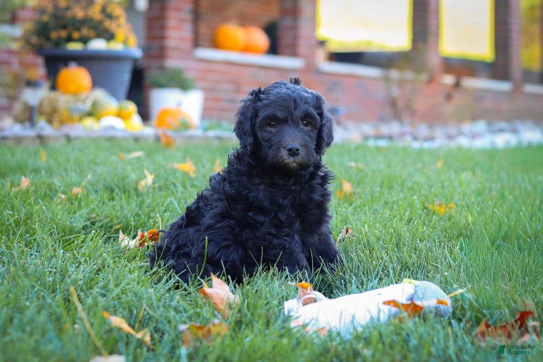 Newfypoo dogs for sale: Oliver - Ad 7