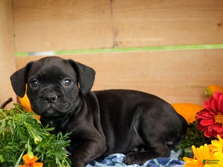 Frenchton dogs - Ad 12