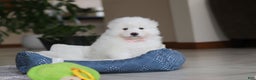 Samoyed dogs for sale: Fern - Ad 4