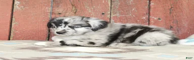 Miniature Australian Shepherd 8