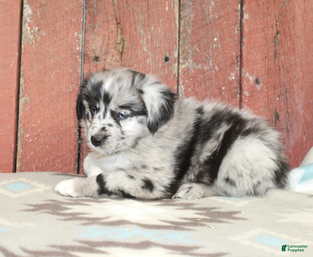 Miniature Australian Shepherd dogs for sale: Miniature Australian Shepherd 8 - Ad 1