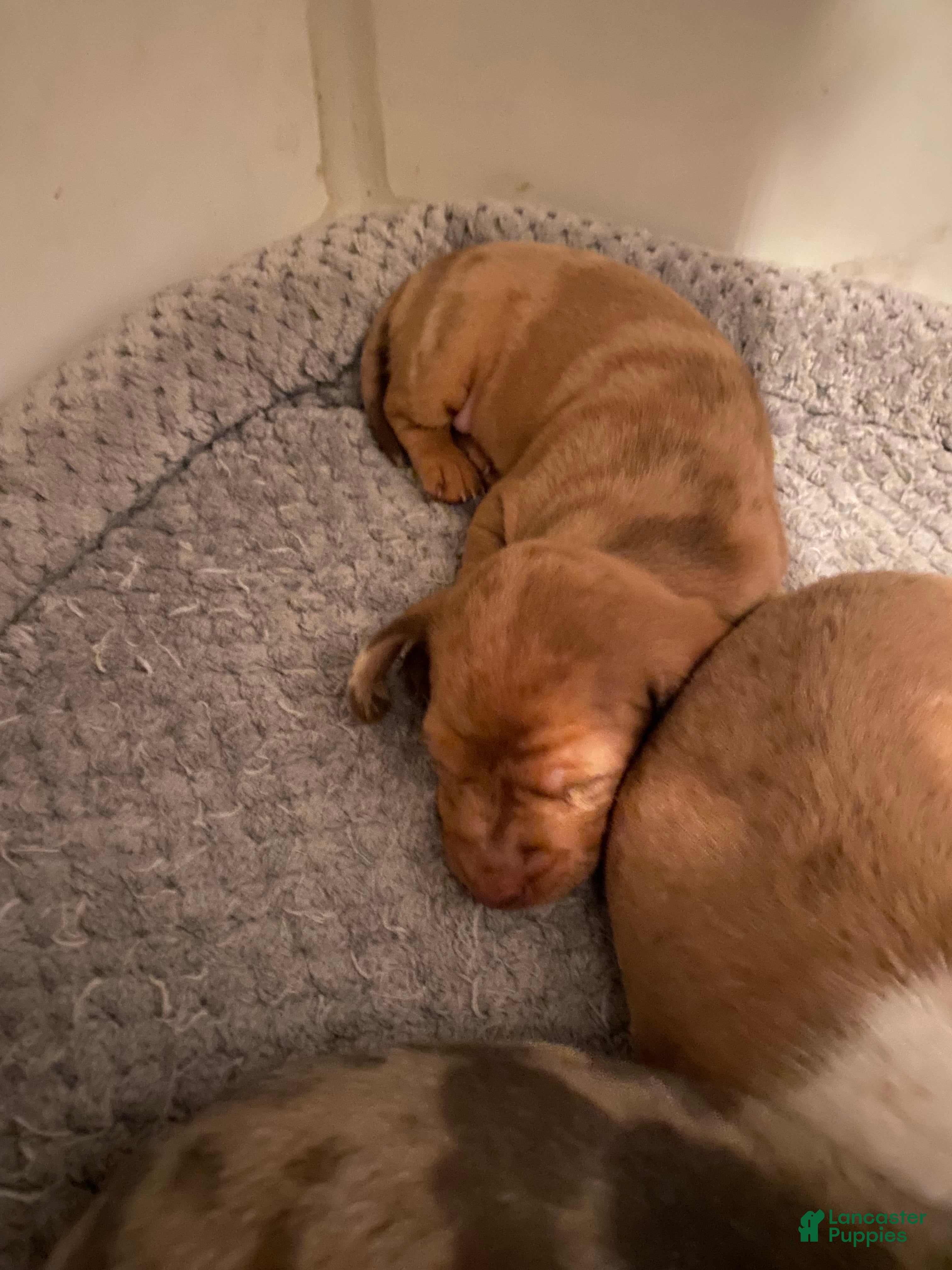 Miniature Dachshund dogs Ginger - Ad 1