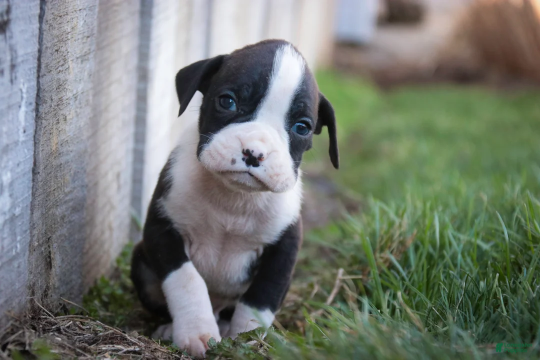 Boxer dogs for sale: Rhett - Ad 12