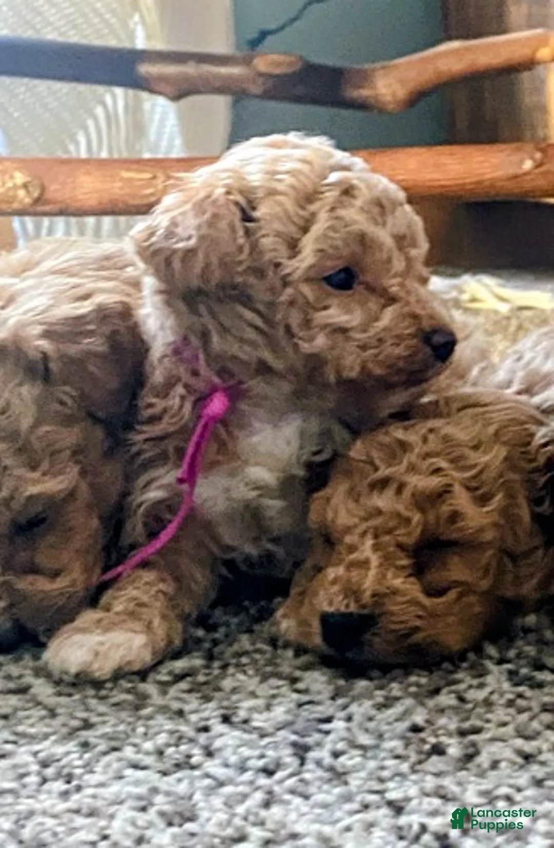 Toy Poodle dogs for sale: ♥️SWEET DOLLIE MAE♥️ - Ad 2