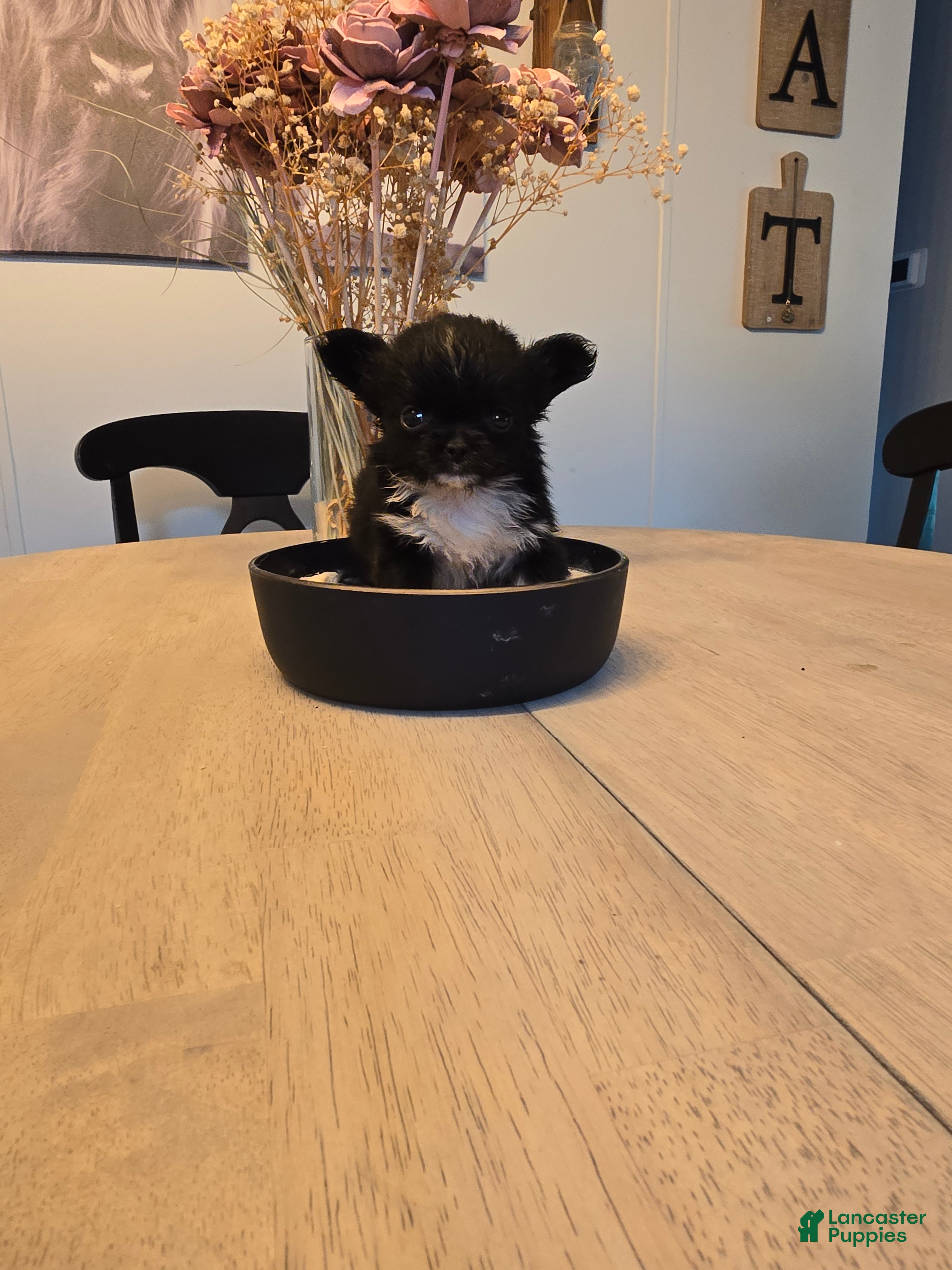 Chihuahua dogs Izzy - Ad 1