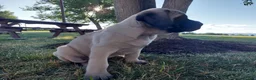 English Mastiff dogs for sale: Misty - Ad 3