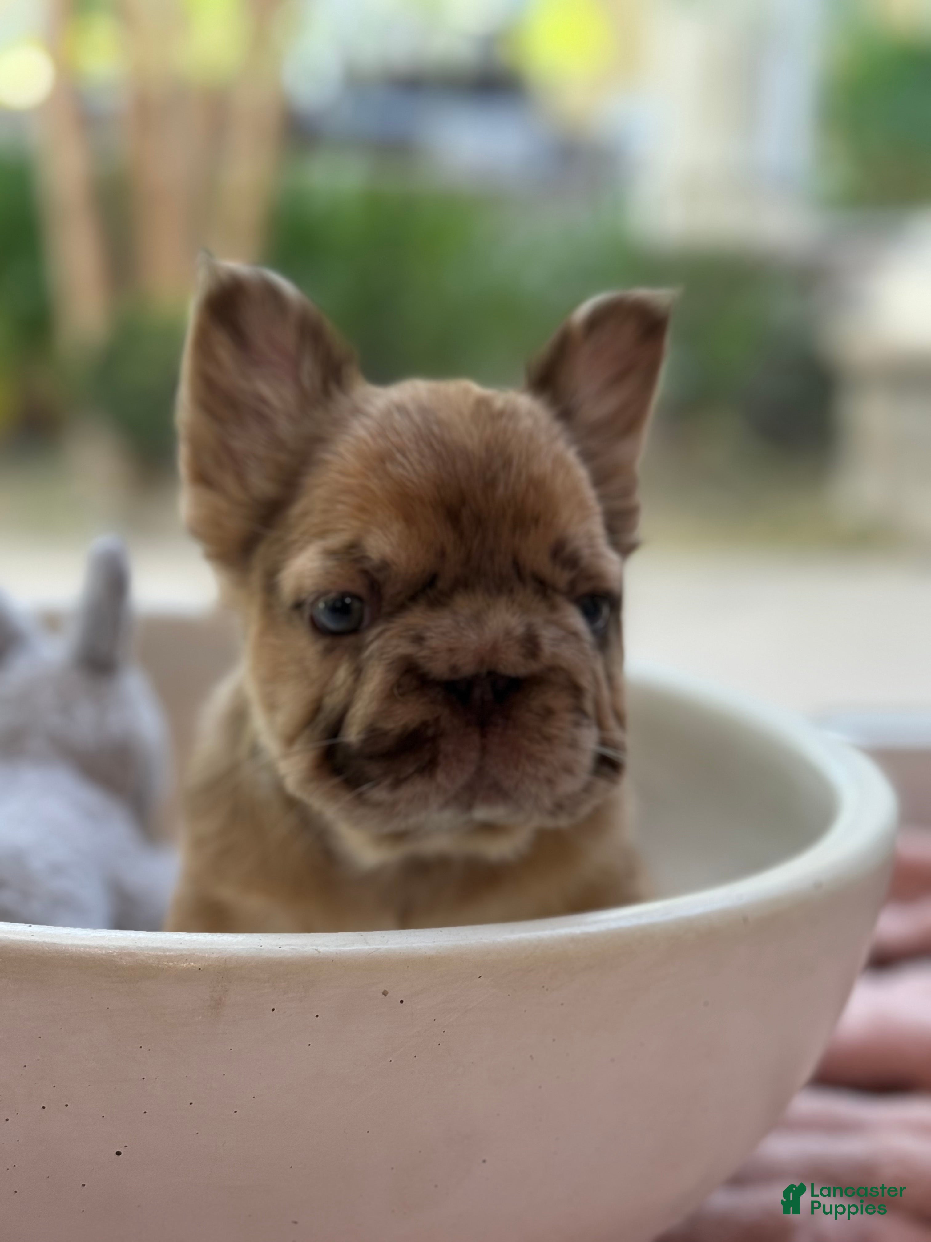 French Bulldog dogs French Bulldog Puppy 2 - Ad 1