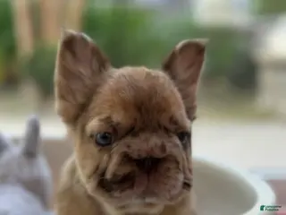 French Bulldog dogs for sale: French Bulldog Puppy 2 - Ad 3