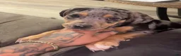 American Bully dogs for sale: American Bully 3 - Ad 2