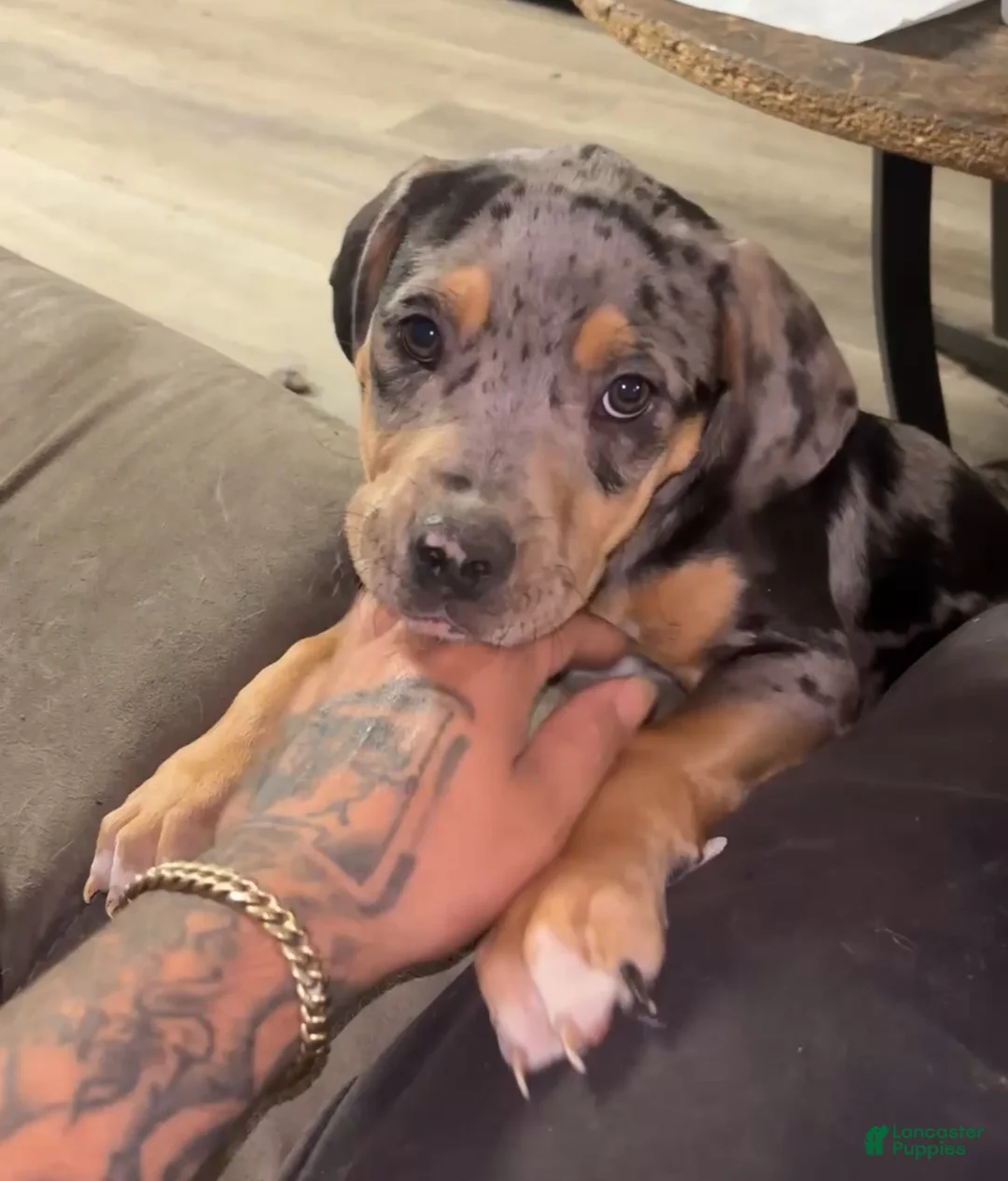 American Bully dogs for sale: American Bully 3 - Ad 2