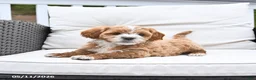 Mixed Breed dogs for sale: Peanut  - Ad 2