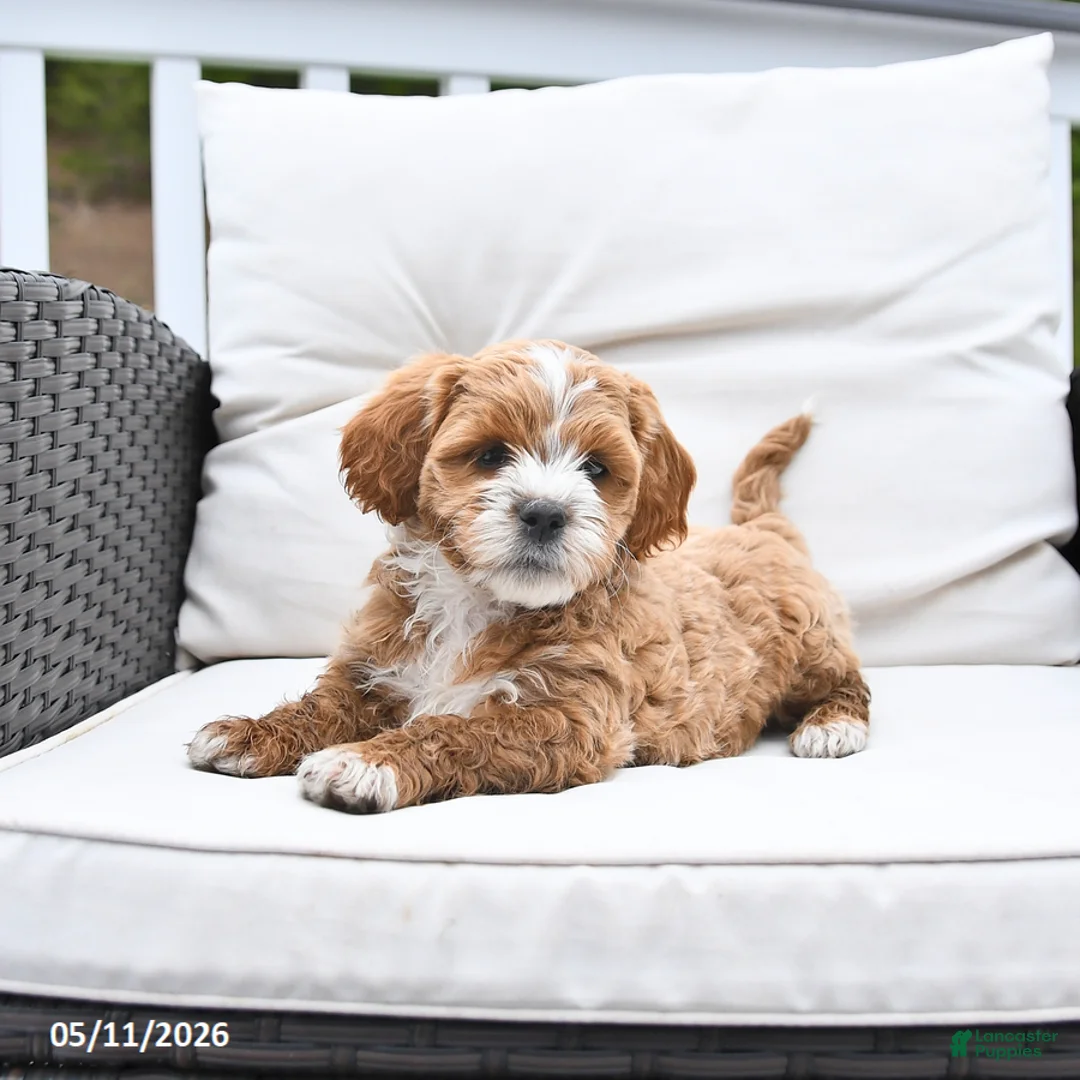 Mixed Breed dogs for sale: Peanut  - Ad 2