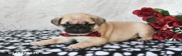 Pug dogs for sale: Mister - Ad 5
