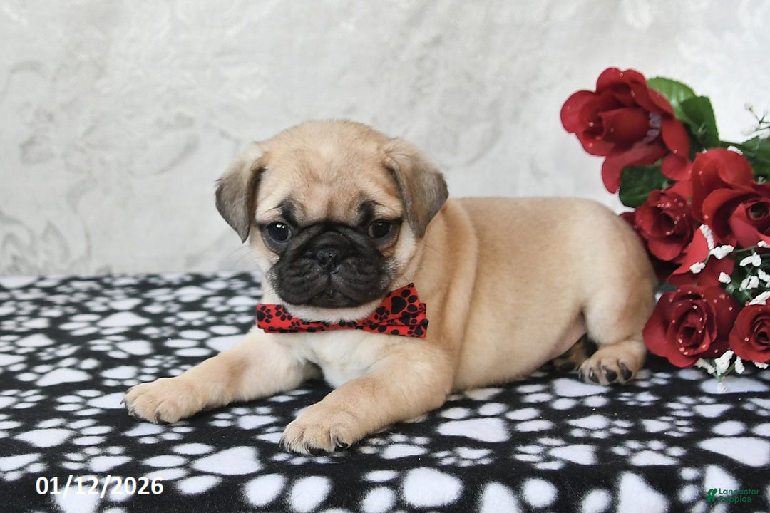 Pug dogs for sale: Mister - Ad 5