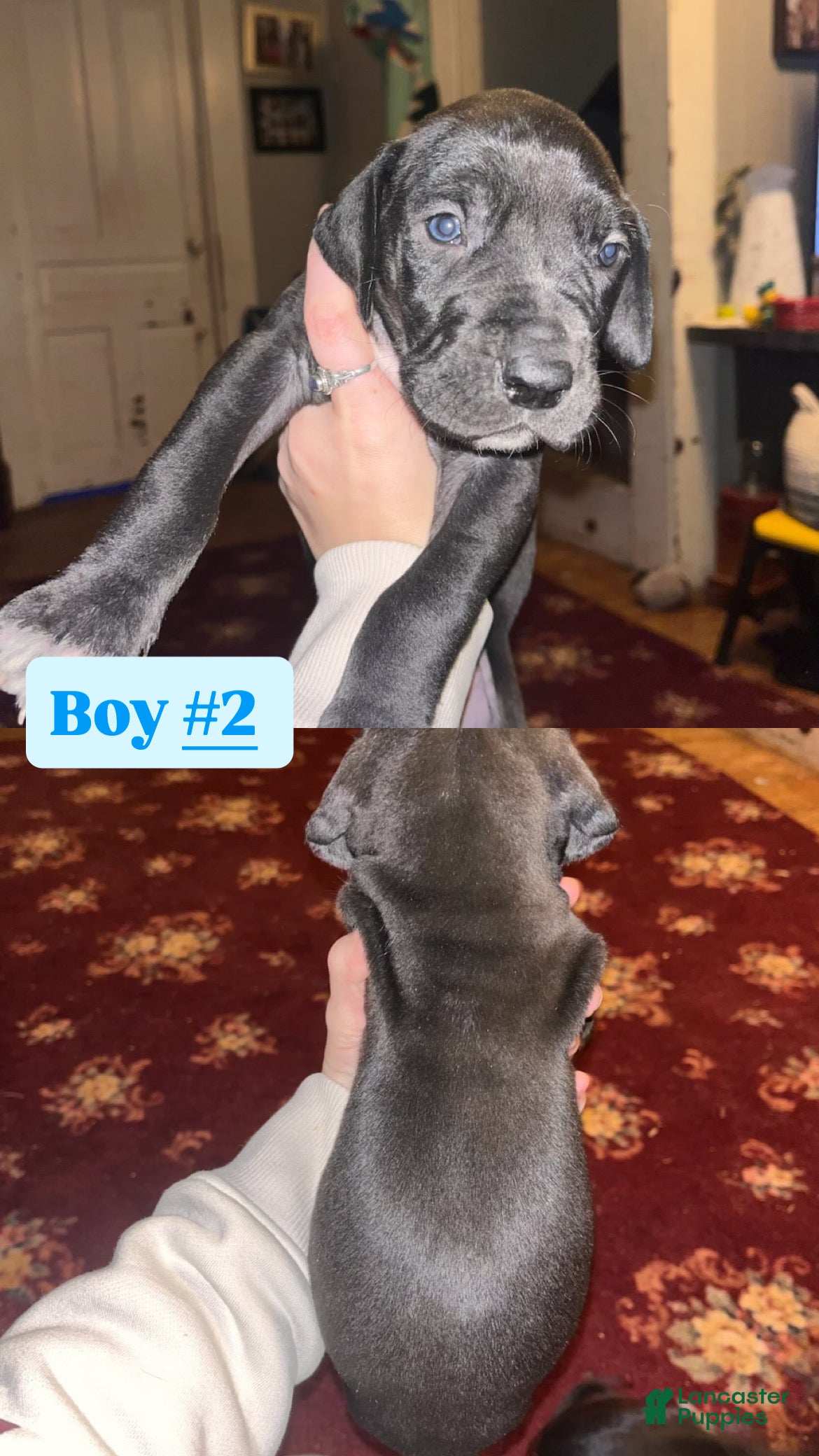 Great Dane dogs Great Dane Puppy 2 - Ad 31
