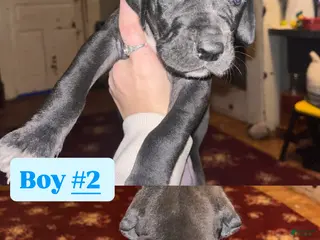 Great Dane dogs Great Dane Puppy 2 - Ad 31