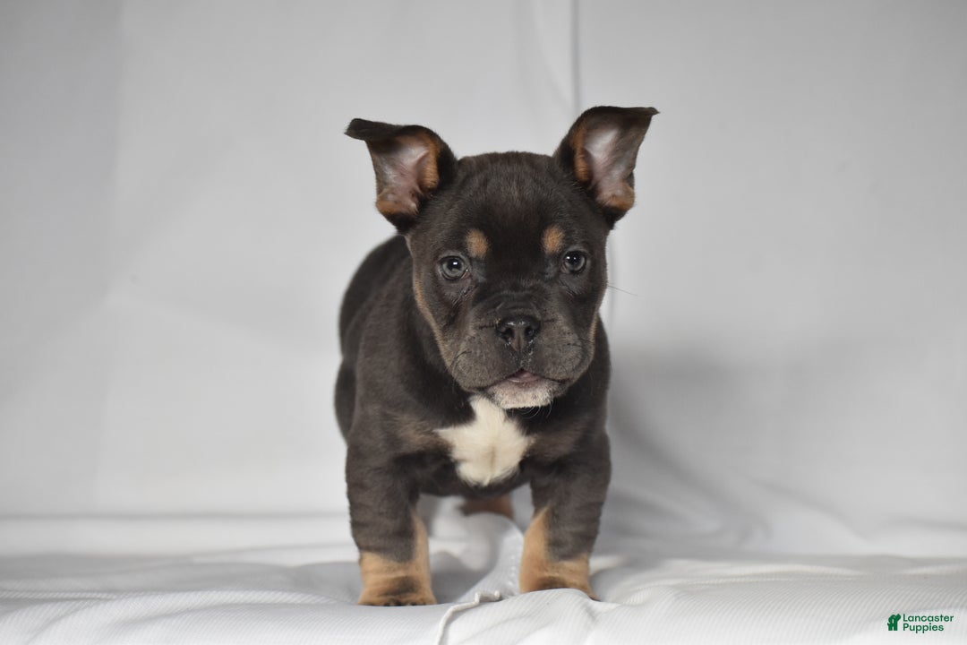 Mixed Breed dogs for sale: Chase - Ad 4