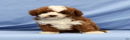 Cavapoo dogs for sale: Easton - Ad 5