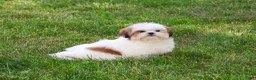 Shih Tzu dogs for sale: Freckles  - Ad 3