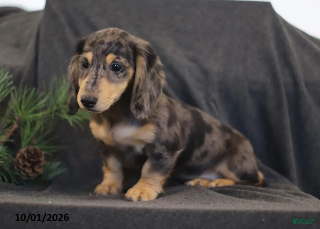 Miniature Dachshund dogs for sale: Venus - Ad 1