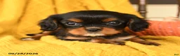 Cavalier King Charles Spaniel dogs for sale: Pip  - Ad 4