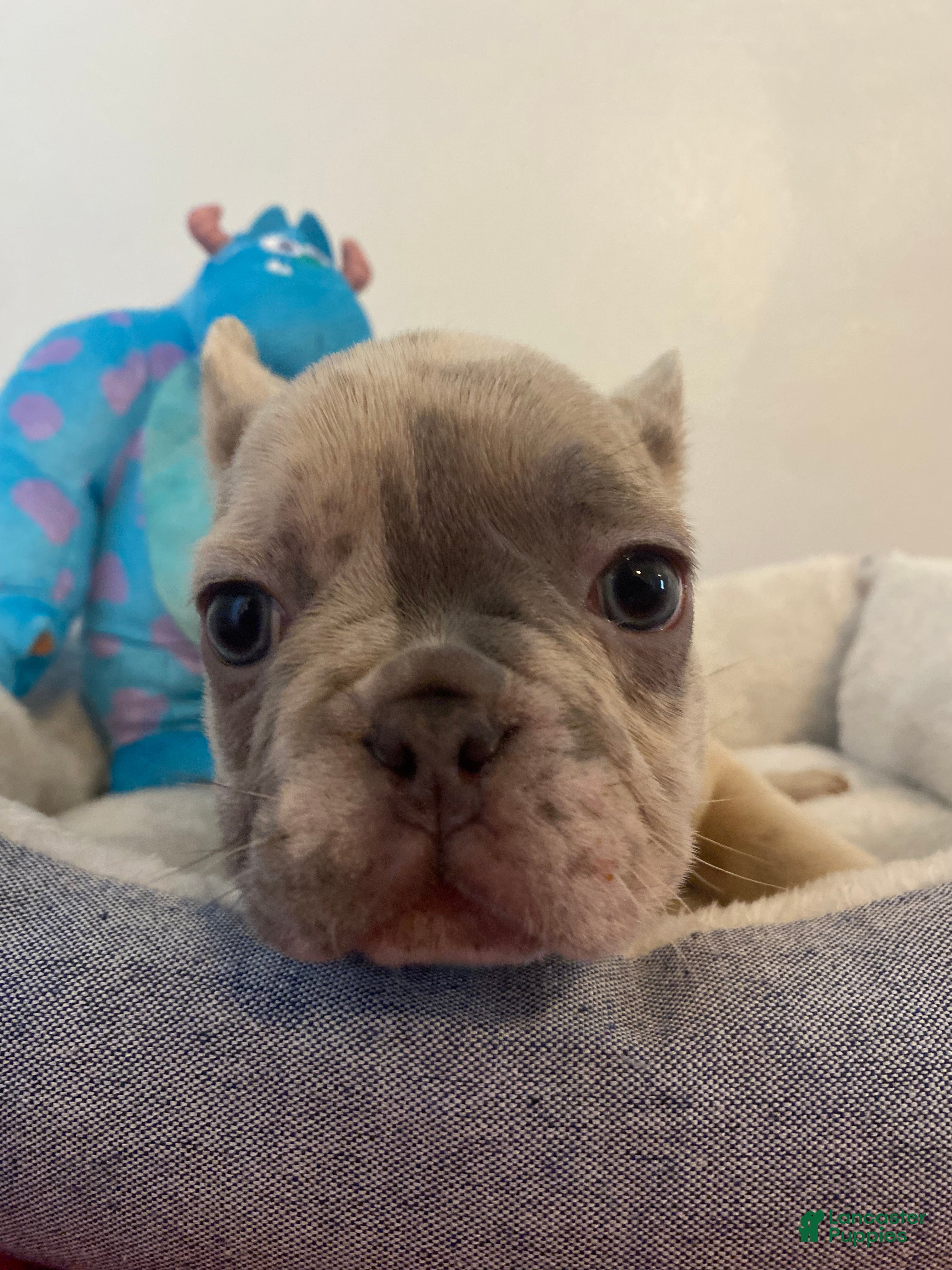French Bulldog dogs French Bulldog 4 - Ad 13