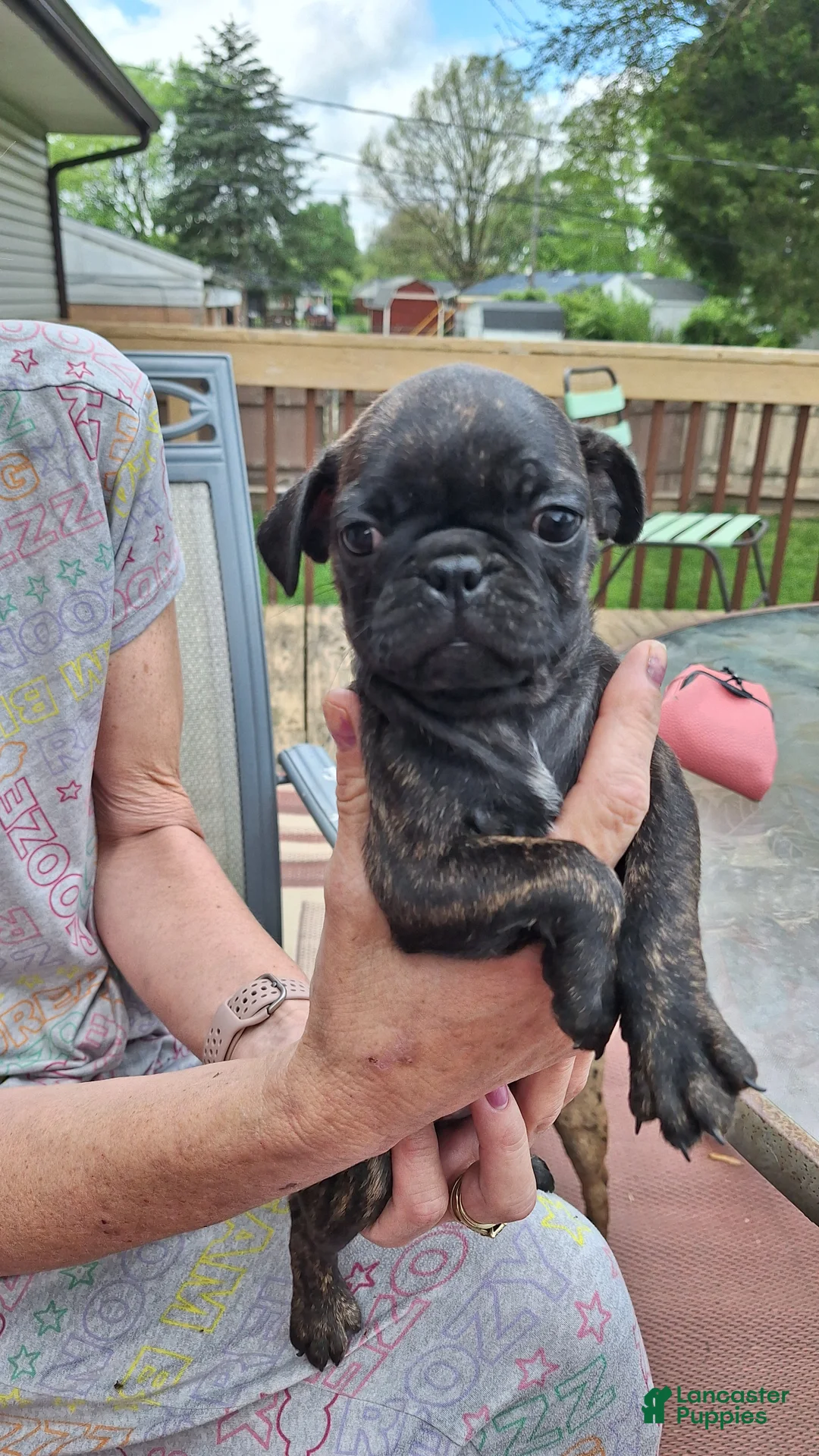 Mixed Breed dogs for sale: Shortcake - Ad 2