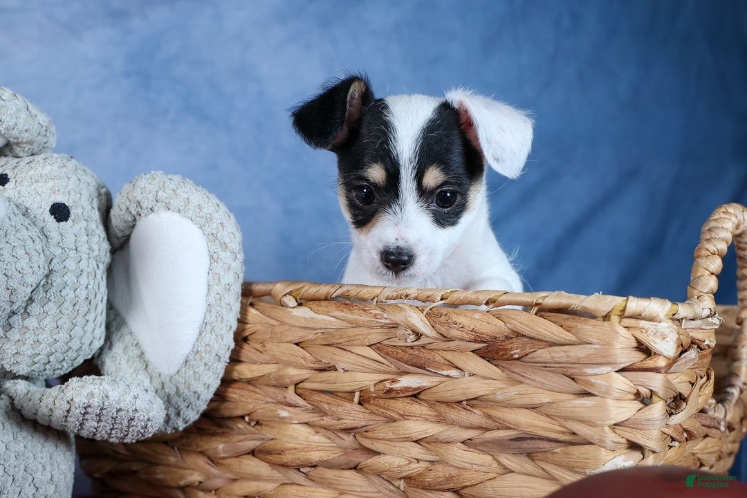 Chipoo dogs for sale: Kisses - Ad 11