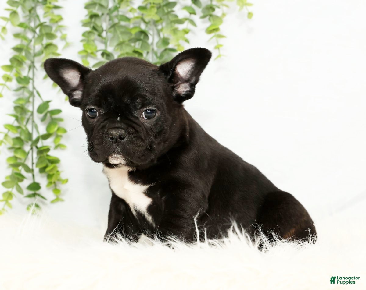 Frenchton dogs Vick - Ad 2