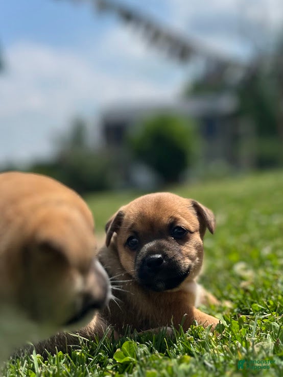 Jug dogs Zezé - Ad 2
